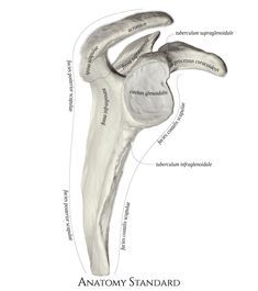 the bones of the lower limb and upper limb are shown in this diagram, with labels on