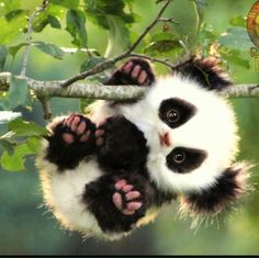 a baby panda bear hanging from a tree branch