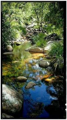 a stream running through a lush green forest filled with lots of rocks and plants on top of it