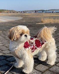 a small white and brown dog wearing a sweater