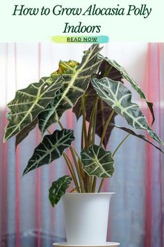 How to Grow Alocasia Polly Indoors Alocasia Polly, Alocasia Plant, Plant Care Houseplant, African Mask, Elephant Ears, Cotton Swab, Garden Care, African Masks, Plant Life