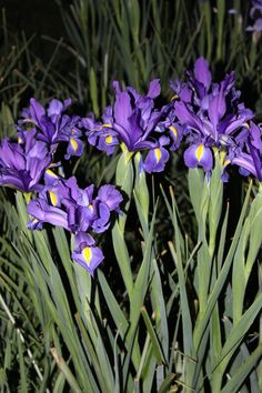 purple flowers with yellow centers are in the grass