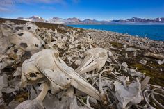 a bunch of dead animals that are laying on the ground next to some water and mountains