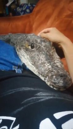 a close up of a person laying on a bed with a large alligator in his lap