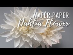 two white flowers with the words wafer paper dahlia flower on it's side