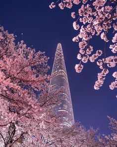 the skyscraper is lit up at night with cherry blossoms on trees in front of it