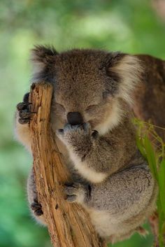 a koala bear sitting on top of a tree branch