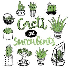 cactus and succulents in pots with the words cacti and succulents