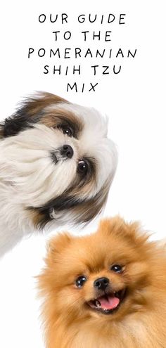 two small dogs standing next to each other in front of a white background with the words our guide to the pomeranian shih tzu mix