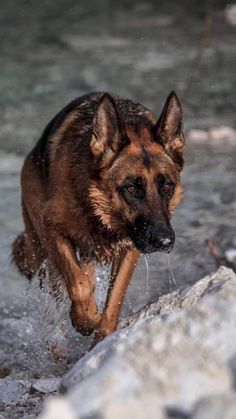 a dog is running through the water near rocks