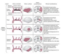 the diagram shows different areas of the brain and how they are connected to each other