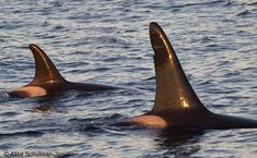 two dolphins swimming in the ocean with their heads sticking out and looking at the camera