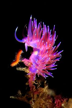 an orange and purple fish is swimming in the water next to some corals with algae growing on them