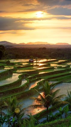 the sun is setting over rice fields in an area with palm trees and mountains behind it