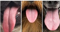 three pictures of dogs tongues and their tongues showing different stages of the dog's tongue