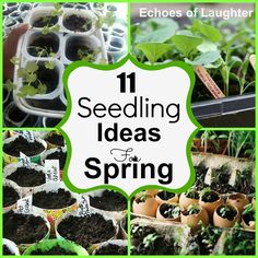 seeding ideas for spring are featured in the book, 11 seeding ideas for spring