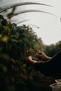 a person picking berries from a bush in the sun with their hands and face obscured by foliage