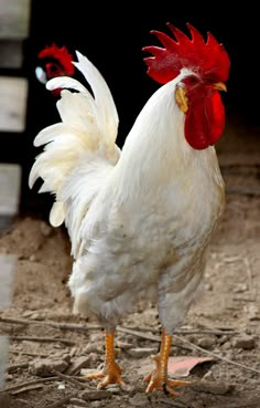 a white and red rooster standing in the dirt