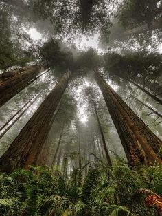 looking up at tall trees in the forest