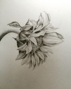 Sunflower Pencil Drawing, Sunflower Illustration, Sunflower Drawing, Sunflower Tattoos, Pencil Shading, Flower Sketches, Sunflower Tattoo, Sunflower Art, Graphite Drawings