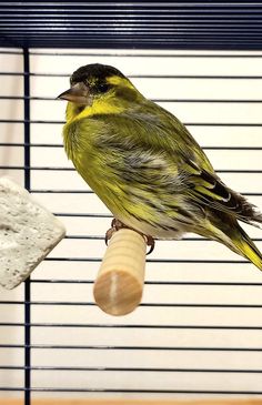 a yellow and black bird sitting on top of a piece of wood in a cage