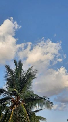 a palm tree with clouds in the background