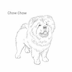 chow chow chow chow chow chow chow chow chow chow chow chow chow chow chow chow chow chow