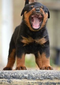 a black and brown dog with its mouth open