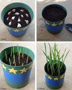 four pictures show the stages of growing onions in a pot with grass and garlic sprouts