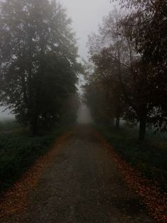 a dirt road with trees and fog in the background