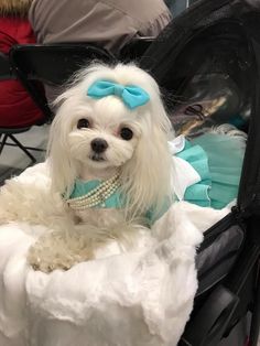 a small white dog wearing a blue bow and pearls sitting in a piece of luggage