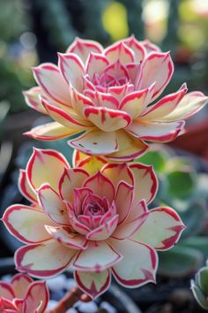 two red and white flowers in a potted planter with other plants behind them