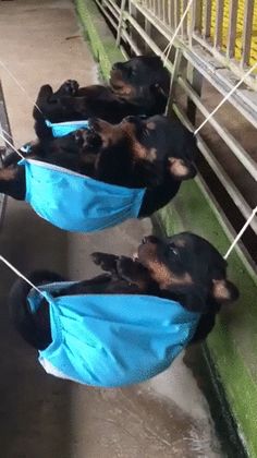 three puppies are sleeping in blue hammocks