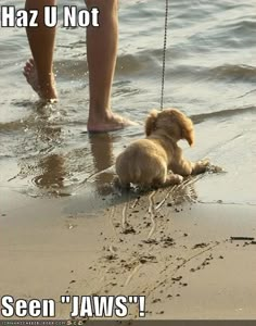 a small dog sitting on top of a sandy beach next to a person's feet