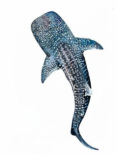 a drawing of a whale with spots on it's body