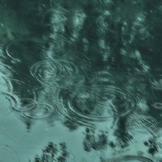 the reflection of trees and leaves in water