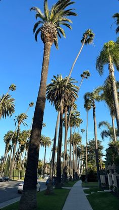 palm trees are lined up along the sidewalk