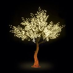 a lighted tree in the dark with white lights on it's trunk and branches