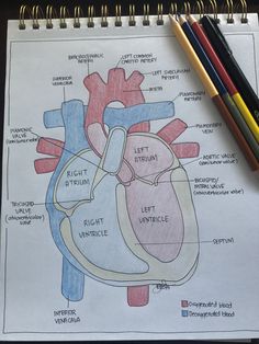 a drawing of the human heart with labels on it and colored pencils next to it