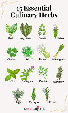 Color drawings of 15 culinary herbs with labels and text overlay. Basic Vinaigrette, Culinary Lessons, Modern Cooking, Sunrise Cocktail, Chicken Saltimbocca, Malibu Coconut, Bearnaise Sauce