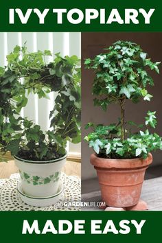 two potted plants are shown with the words ivyiary made easy