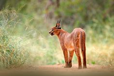 an animal standing in the middle of a dirt road with grass and bushes behind it