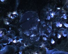 an aerial view of some rocks and plants with glowing lights on them in the dark