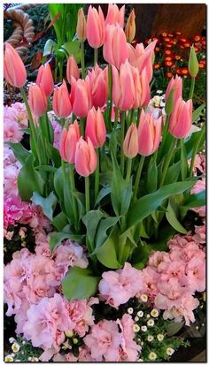 many pink flowers are in the middle of some green leaves and flowers on the ground