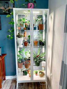 a glass case filled with lots of plants on top of a hard wood floor next to a blue wall