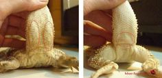 two pictures of a small lizard being held up by someone's hand with red marks on it