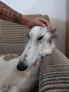 a white dog laying on top of a couch next to a person's arm