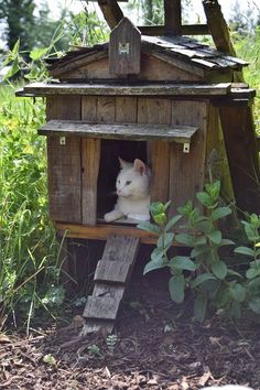 a white cat sitting in a wooden bird house