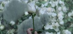 a person holding a white rose in their hand