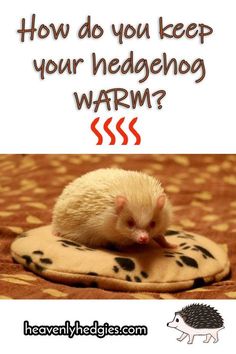 a hedgehog sitting on top of a pillow with the caption how do you keep your hedgehog warm?